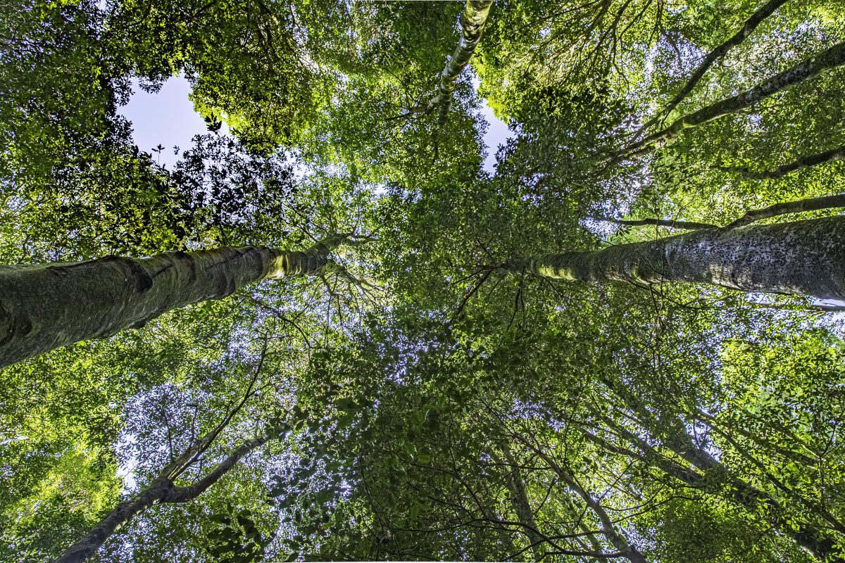 Jamison Valley Trees